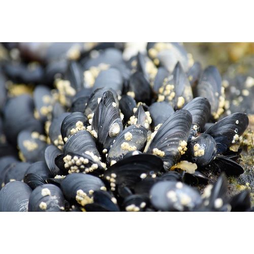 Alaska-Ketchikan-mussels on beach with barnacles